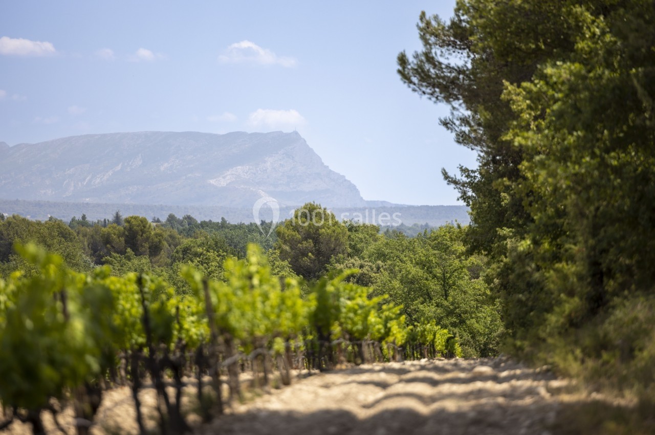 Vignes verdoyantes bordées d'arbres avec une montagne en arrière-plan sous un ciel dégagé.