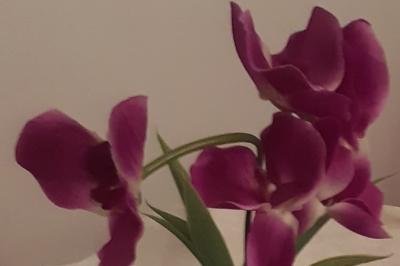 Miniature Mireille Déco Service 92 #10 Photo Mireille Déco Service 92 #20