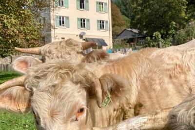 Façade d'une maison beige à volets verts, reflétée dans un bassin entouré de pierres et de végétation.