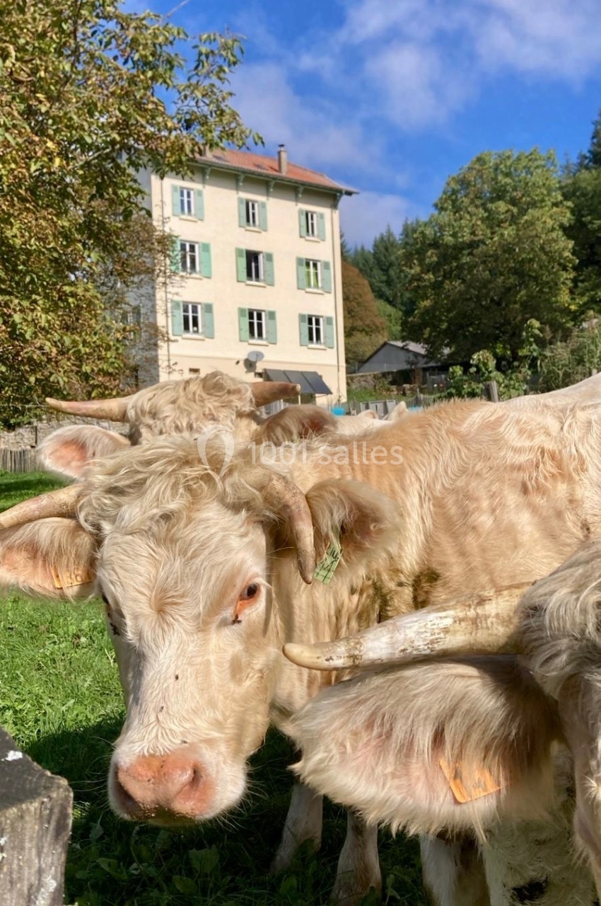 Trois vaches à pelage clair dans un pré verdoyant devant un bâtiment résidentiel sous un ciel bleu.