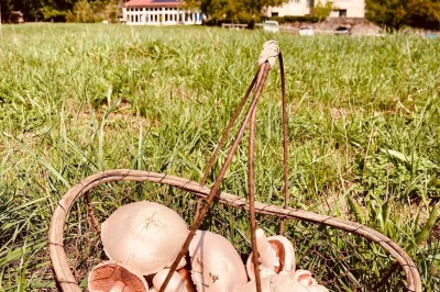 Façade d'une maison beige à volets verts, reflétée dans un bassin entouré de pierres et de végétation.