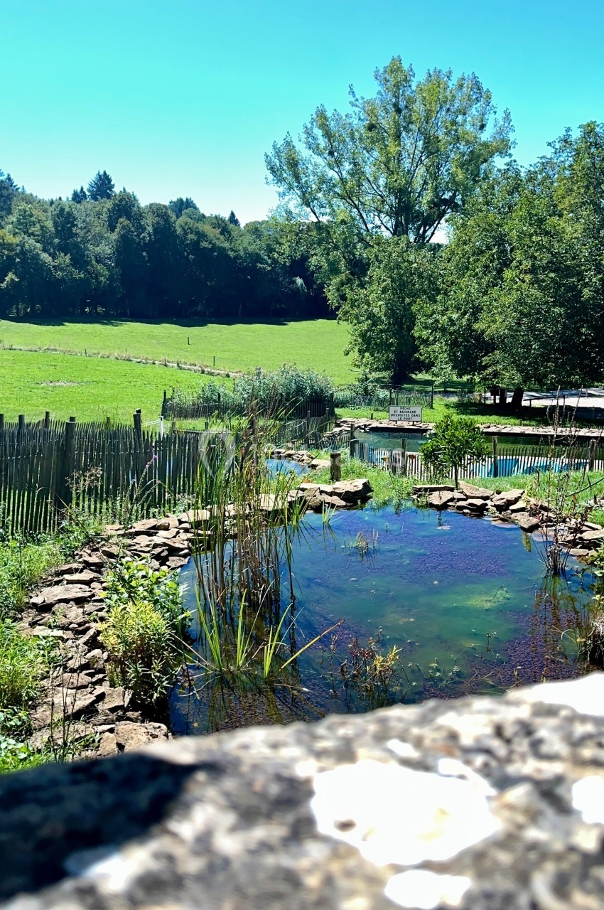 Étang naturel entouré de végétation, avec une clôture en bois et une prairie verdoyante en arrière-plan.