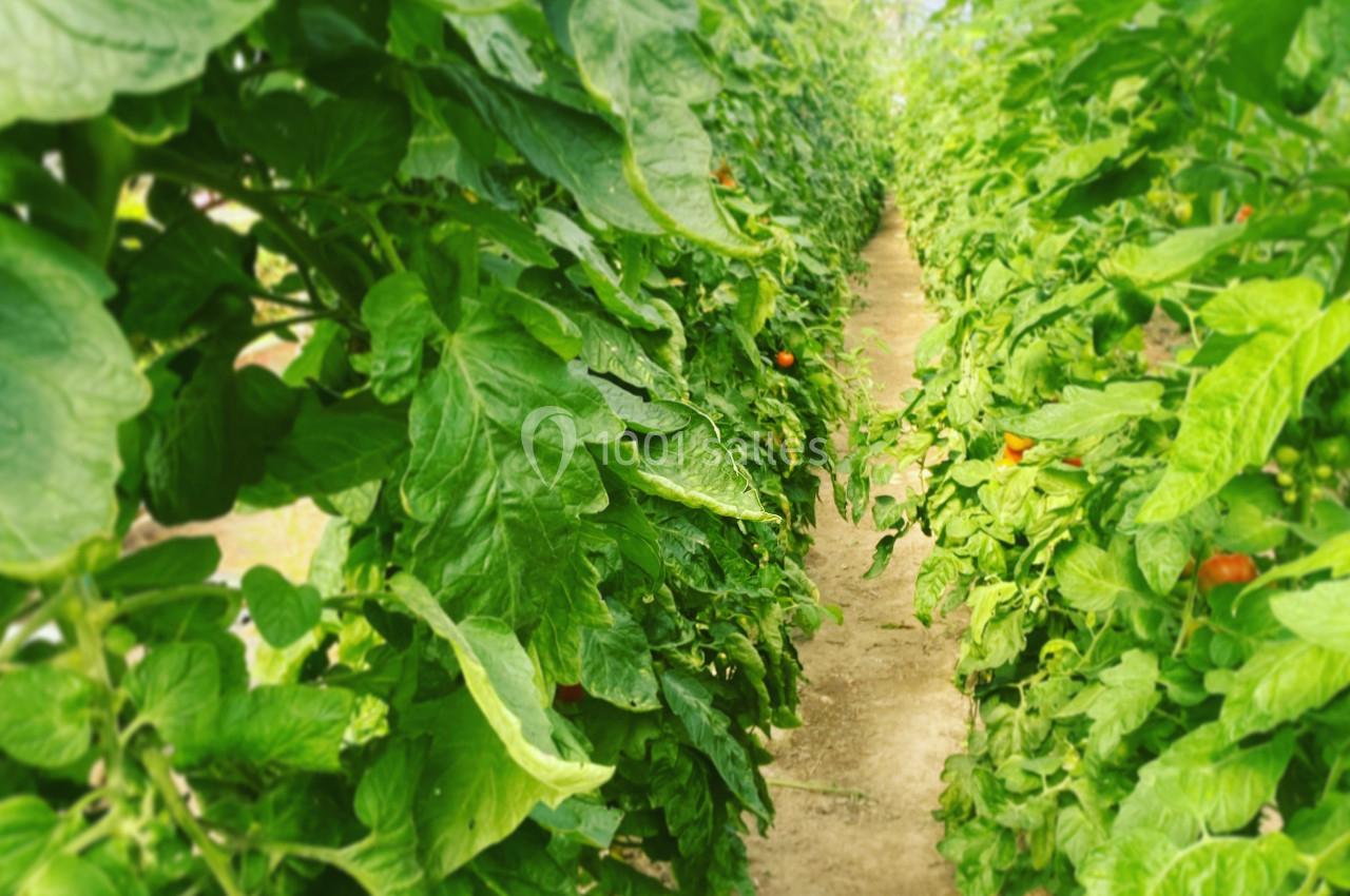 Traiteur Saint-Malo (Ille-et-Vilaine) - Inkandescent #2