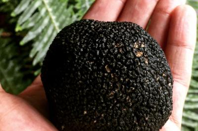 Traiteur Saint-Malo (Ille-et-Vilaine) - Inkandescent #22