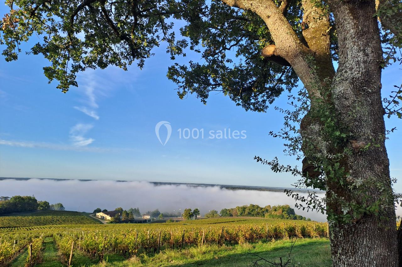 Paysage de vignobles au lever du jour avec un arbre au premier plan et une mer de brouillard à l'horizon.