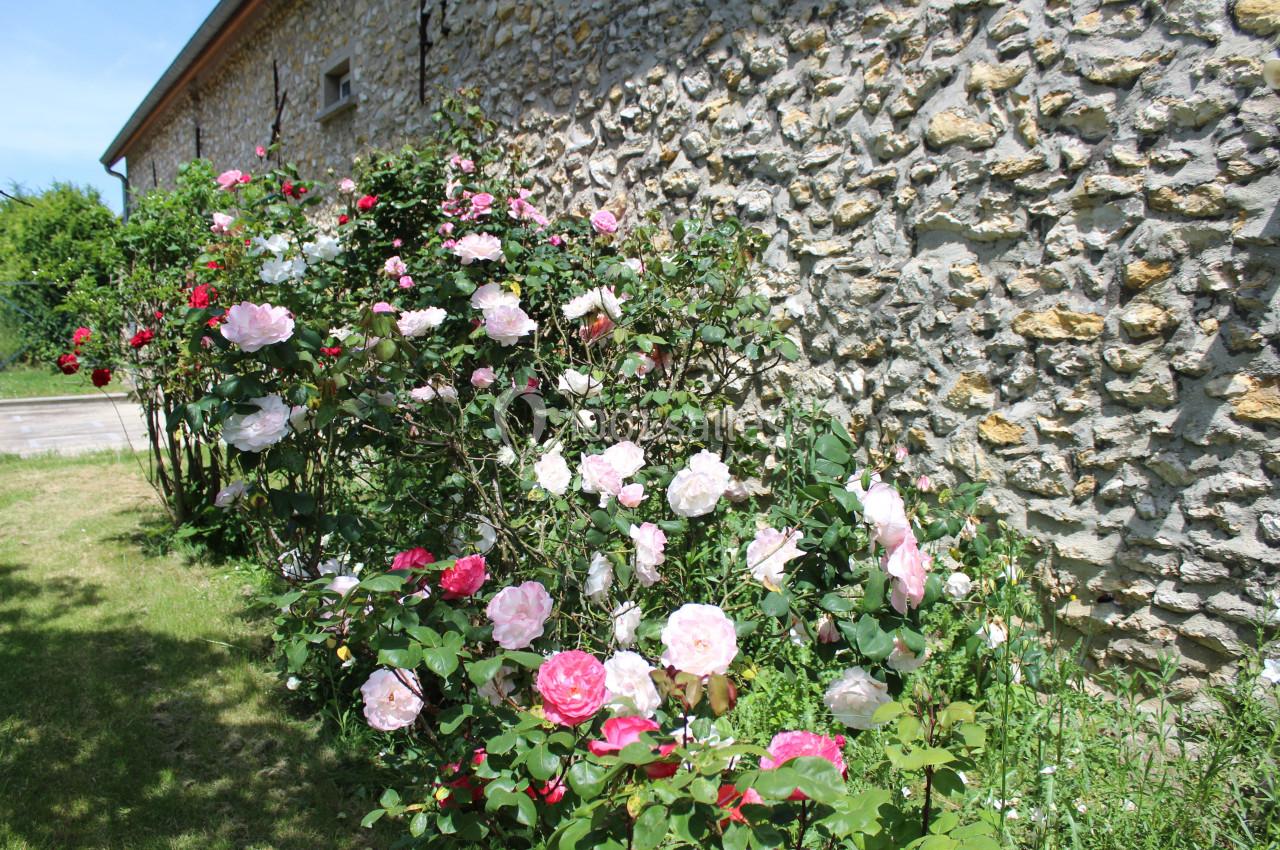 Massif de rosiers en fleurs aux teintes roses et rouges, bordant un mur en pierre dans un jardin ensoleillé.