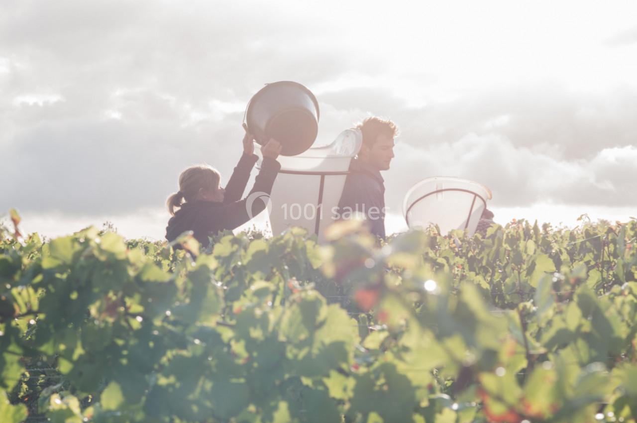 Deux personnes récoltent des raisins dans un vignoble sous une lumière douce et un ciel nuageux.