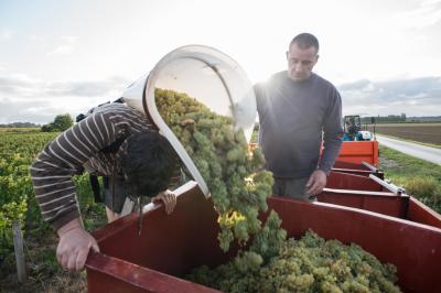 Gros plan de raisins violets avec des reflets lumineux et un flou d'arrière-plan.