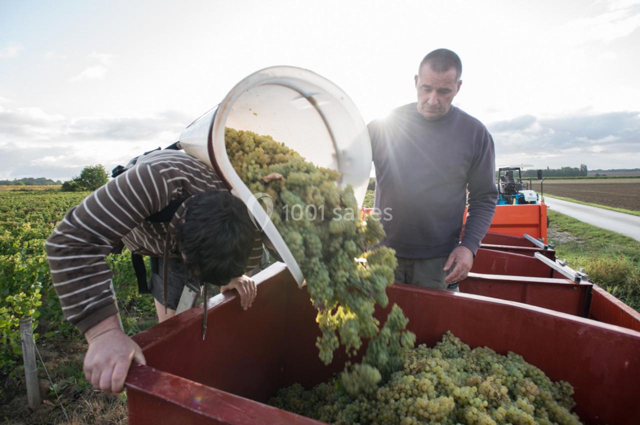 Deux personnes versent des grappes de raisin blanc dans une grande benne lors d'une récolte dans un vignoble.