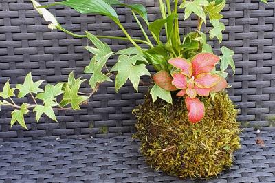 Canette rouge de bière Duff recyclée en décoration dans un terrarium avec mousse et plantes vertes.