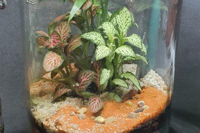 Canette rouge de bière Duff recyclée en décoration dans un terrarium avec mousse et plantes vertes.