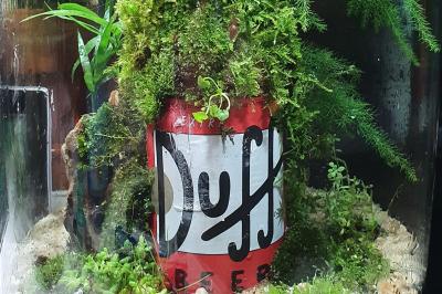 Canette rouge de bière Duff recyclée en décoration dans un terrarium avec mousse et plantes vertes.