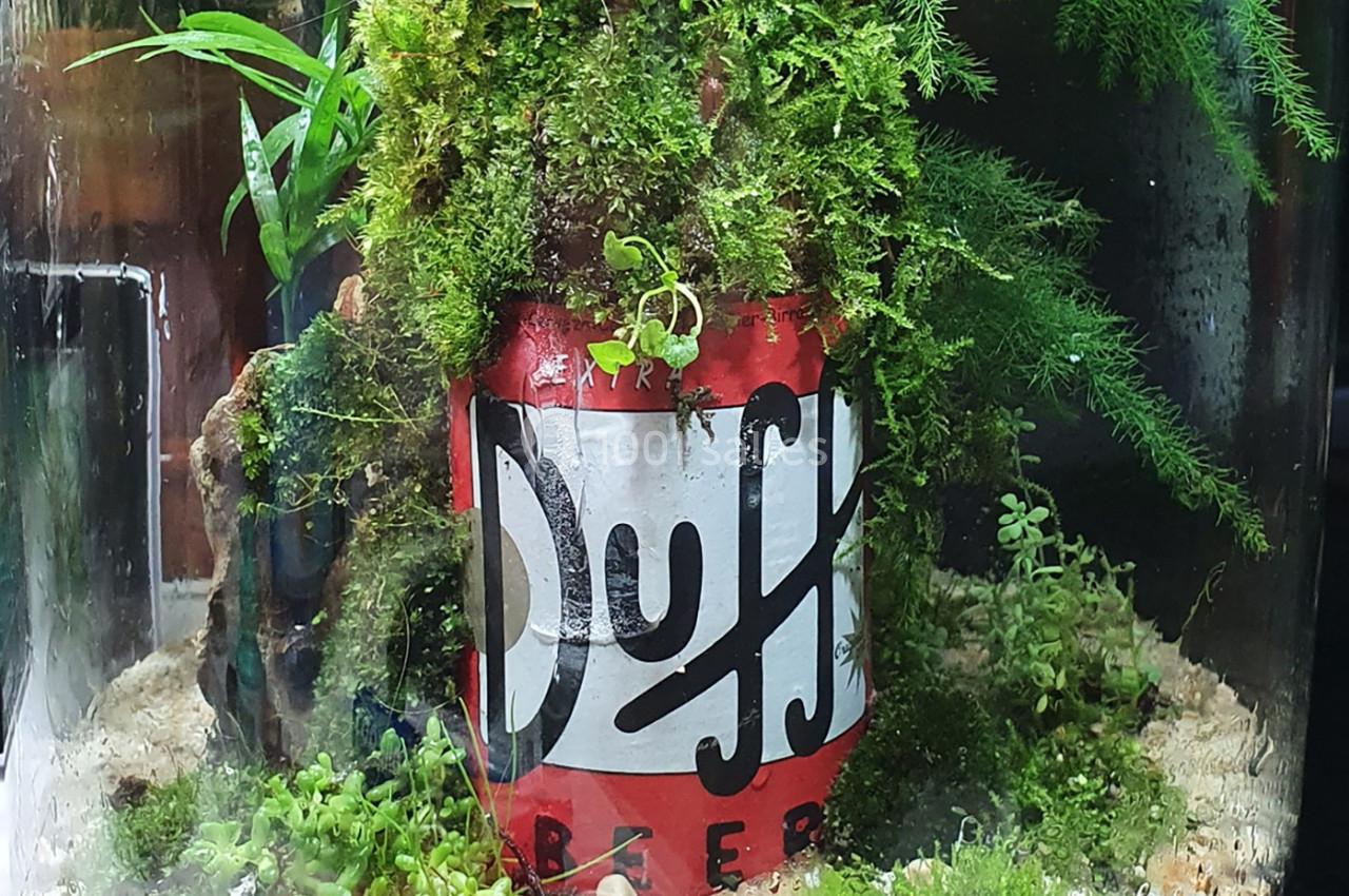 Canette rouge de bière Duff recyclée en décoration dans un terrarium avec mousse et plantes vertes.
