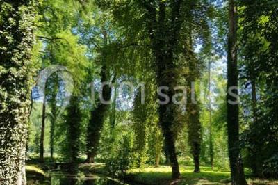 Rivière calme bordée d'arbres hauts et verdoyants, reflétant la lumière du soleil dans un environnement paisible.