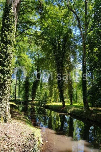 Rivière calme bordée d'arbres hauts et verdoyants, reflétant la lumière du soleil dans un environnement paisible.