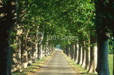 Miniature Location salle Saint-Martin-de-Crau (Bouches-du-Rhône) - Château De Vergières #6 Location salle Saint-Martin-de-Crau (Bouches-du-Rhône) - Château De Vergières #19
