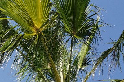 Cour extérieure ensoleillée avec des plantes en pots, des chaises en métal et un bâtiment à toit de tuiles en arrière-plan.