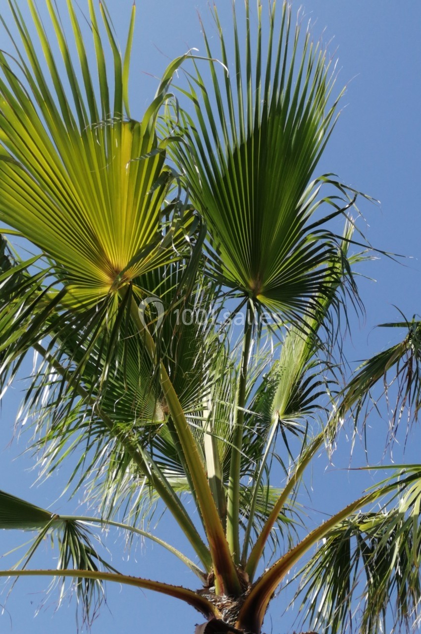 Feuilles de palmier vertes se déployant sous un ciel bleu clair.
