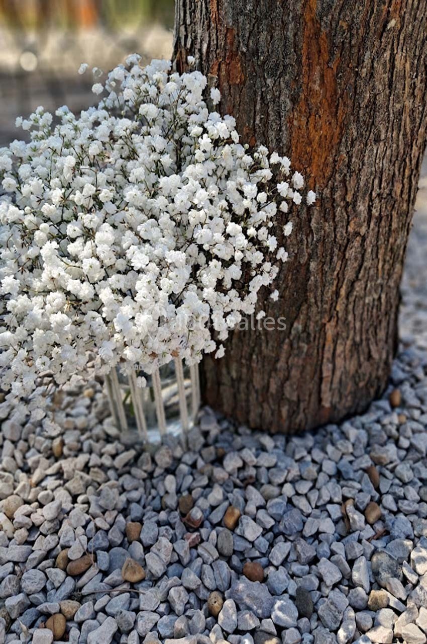 Bouquet de gypsophiles blanches dans un vase en verre, posé sur des graviers au pied d’un tronc d’arbre.