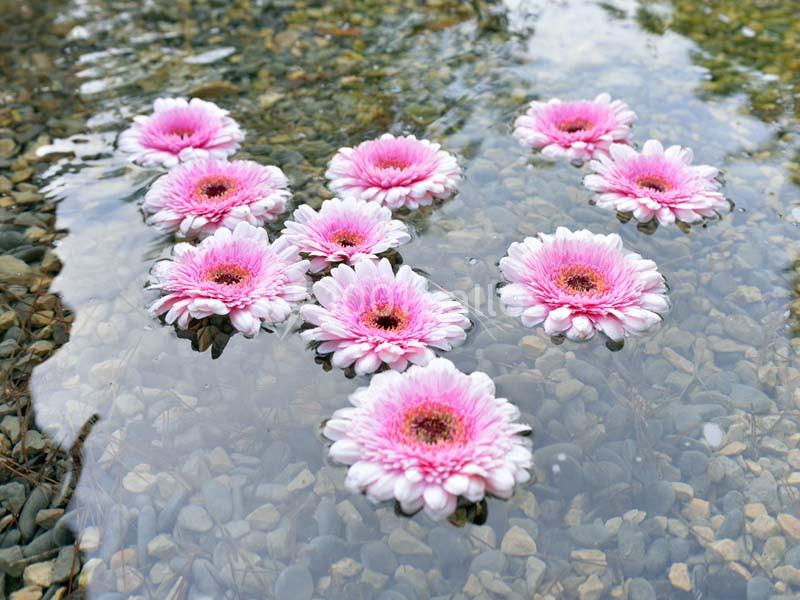 Fleurs roses flottant sur une surface d'eau claire, avec des galets visibles au fond.
