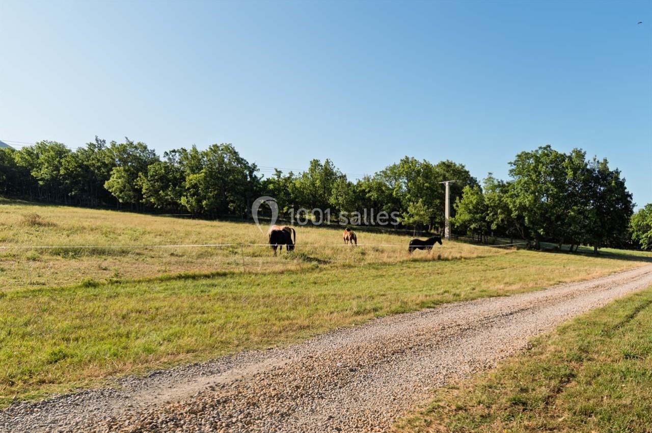 Chemin de gravier bordant un pré verdoyant où paissent plusieurs chevaux sous un ciel dégagé.