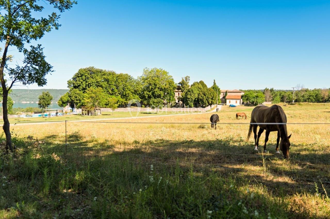 Chevaux broutant dans un pré ensoleillé, avec des arbres et des bâtiments en arrière-plan sous un ciel dégagé.