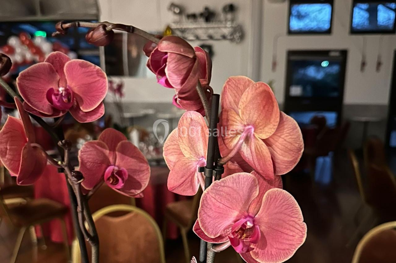 Orchidées roses en gros plan dans une salle décorée avec des tables, des chaises et des fenêtres en arrière-plan.