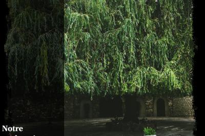Paysage hivernal avec jardin enneigé, arbres dénudés et soleil bas illuminant la scène.