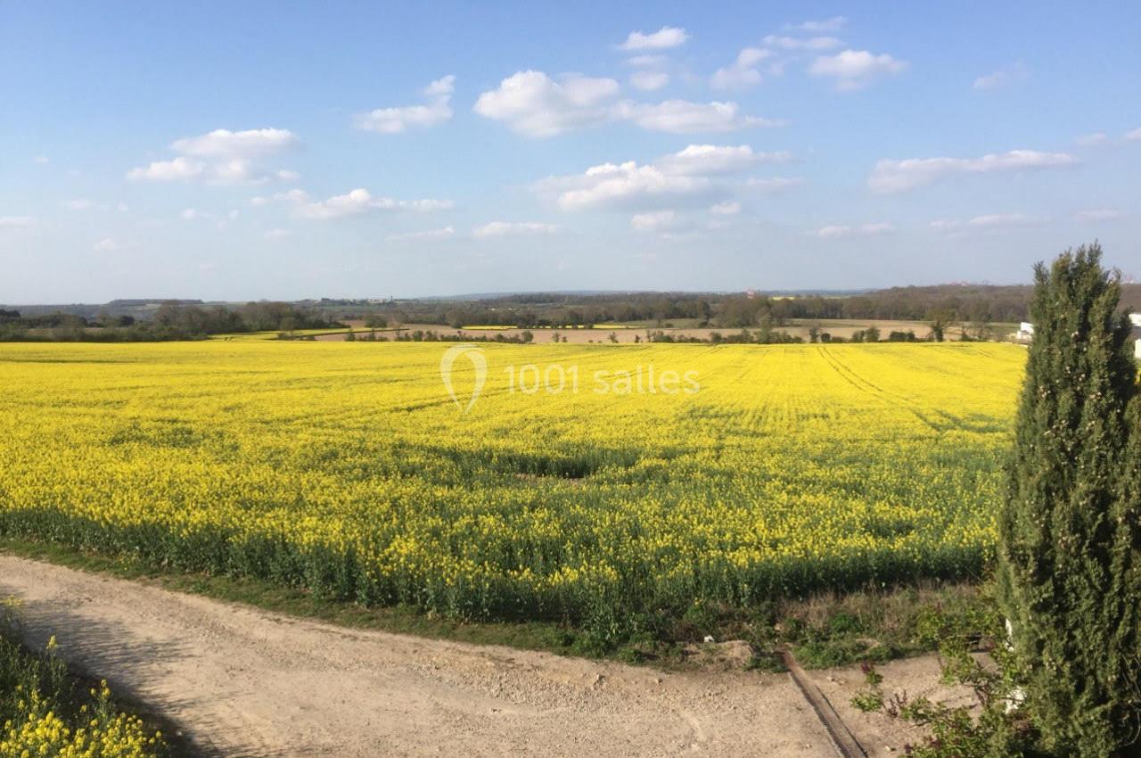 Champ de colza en fleurs sous un ciel bleu parsemé de nuages, avec un chemin de terre au premier plan.