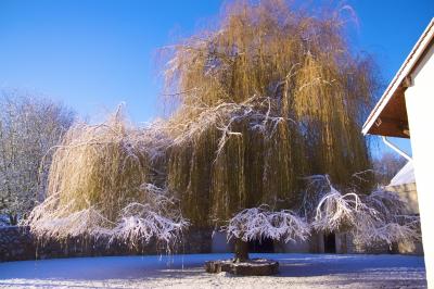 Paysage hivernal avec jardin enneigé, arbres dénudés et soleil bas illuminant la scène.
