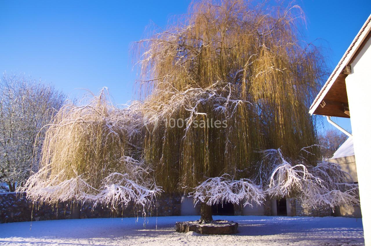 Saule pleureur couvert de givre dans un jardin enneigé, éclairé par une lumière hivernale sous un ciel bleu.