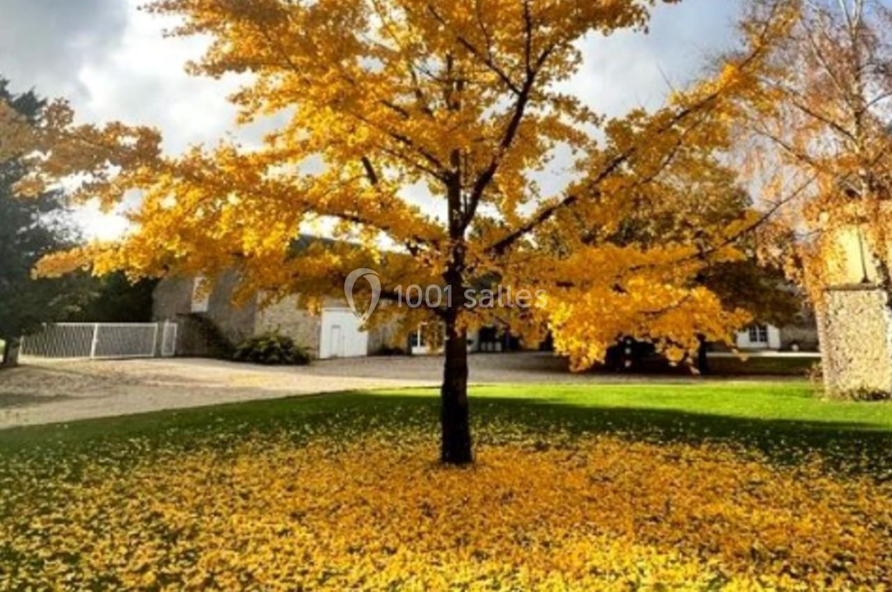 Arbre aux feuilles jaunes entouré d'un tapis de feuilles tombées, dans un jardin sous un ciel partiellement nuageux.