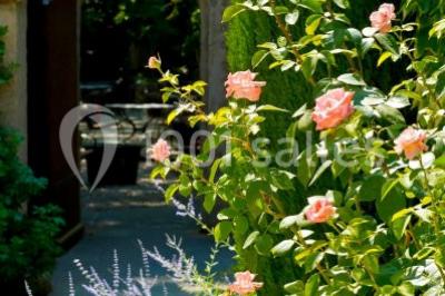 Location salle Lagnes (Vaucluse) - Le Mas De Cure Bourse #24