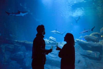 Tunnel d'aquarium avec un grand bassin à droite, éclairages colorés et écran lumineux sur le mur gauche.