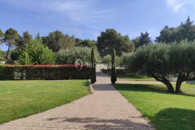Un jardin verdoyant avec pelouse, arbustes, olivier central et allées bordées de végétation sous un ciel dégagé.