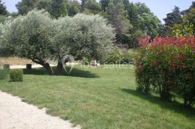 Un jardin verdoyant avec pelouse, arbustes, olivier central et allées bordées de végétation sous un ciel dégagé.