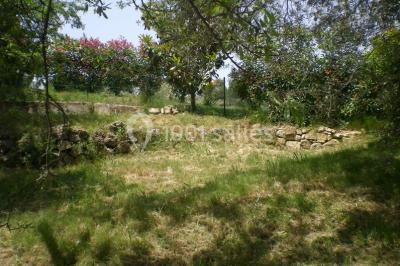 Un jardin verdoyant avec pelouse, arbustes, olivier central et allées bordées de végétation sous un ciel dégagé.
