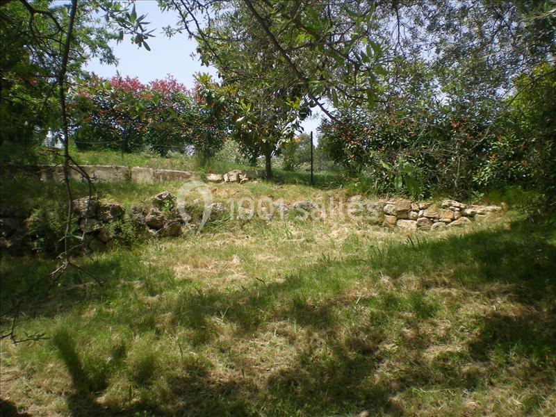 Un jardin ensoleillé avec de l'herbe, des arbres, des buissons fleuris et un muret en pierres.