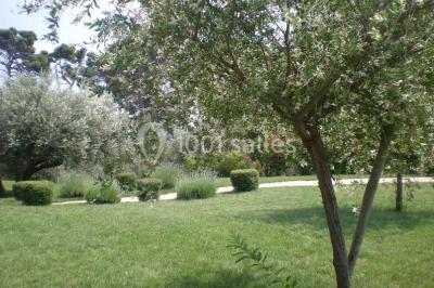 Un jardin verdoyant avec pelouse, arbustes, olivier central et allées bordées de végétation sous un ciel dégagé.