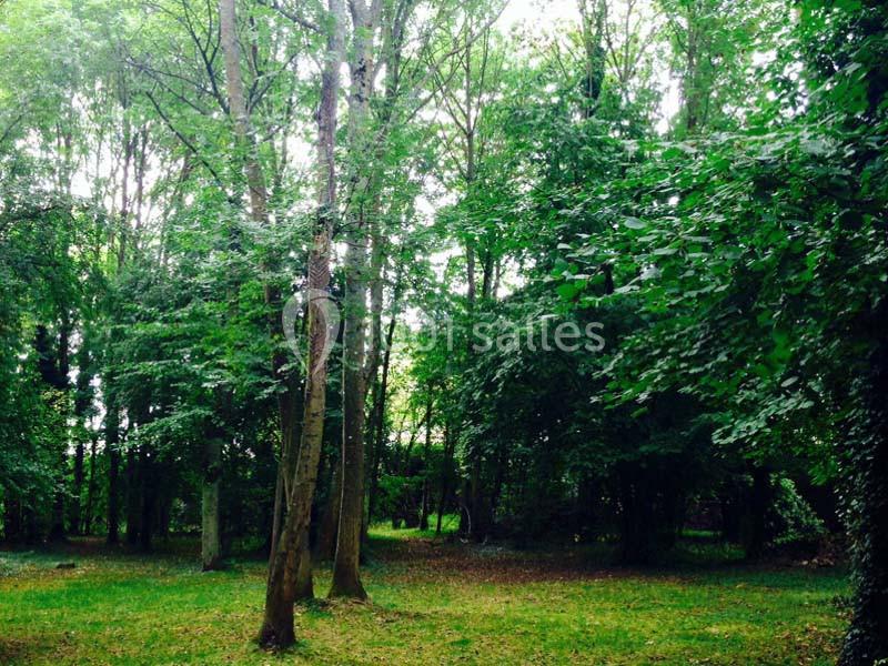 Un sous-bois verdoyant avec des arbres élancés et un sol partiellement couvert d'herbe.