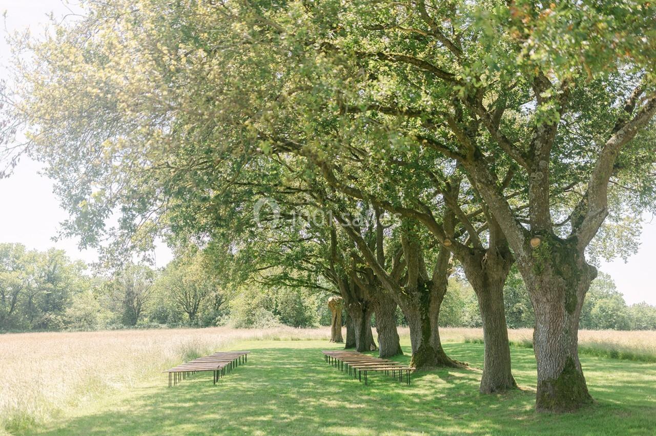 Alignement de bancs en bois sous une rangée d'arbres dans un champ ensoleillé.