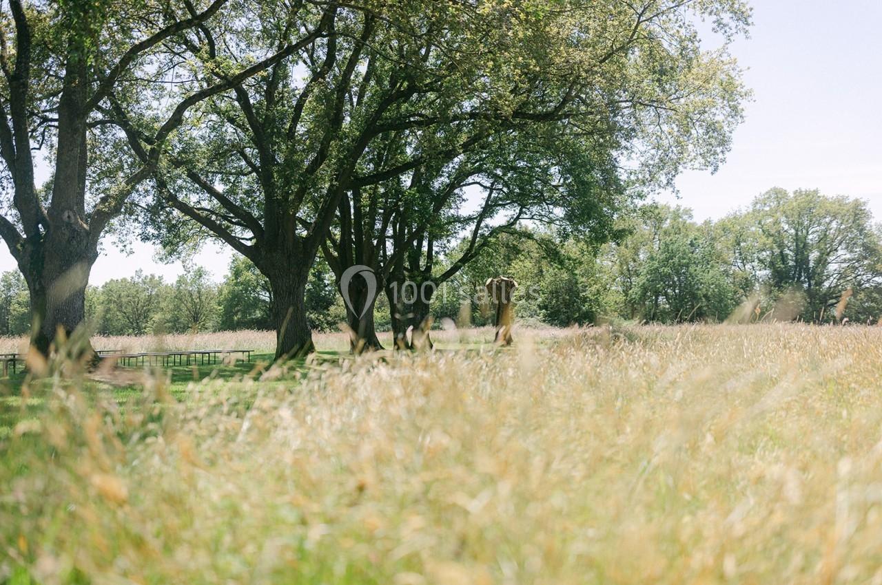 Prairie verdoyante avec des arbres imposants sous un ciel clair, entourée de hautes herbes.