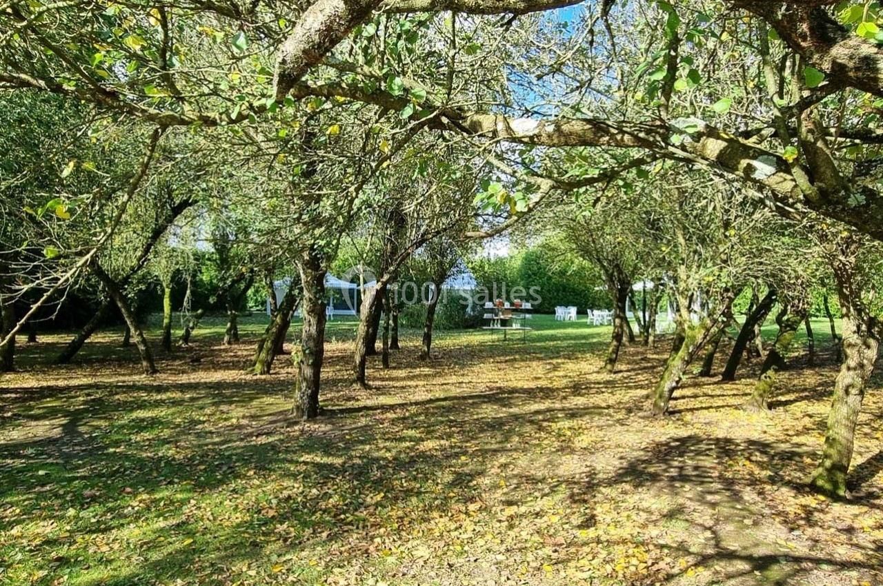 Verger ombragé avec des arbres aux feuilles vertes, sol couvert de feuilles, et table de pique-nique en arrière-plan.