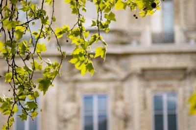 Branches d'arbre avec des feuilles vertes devant une façade en pierre ornée de grandes fenêtres.
