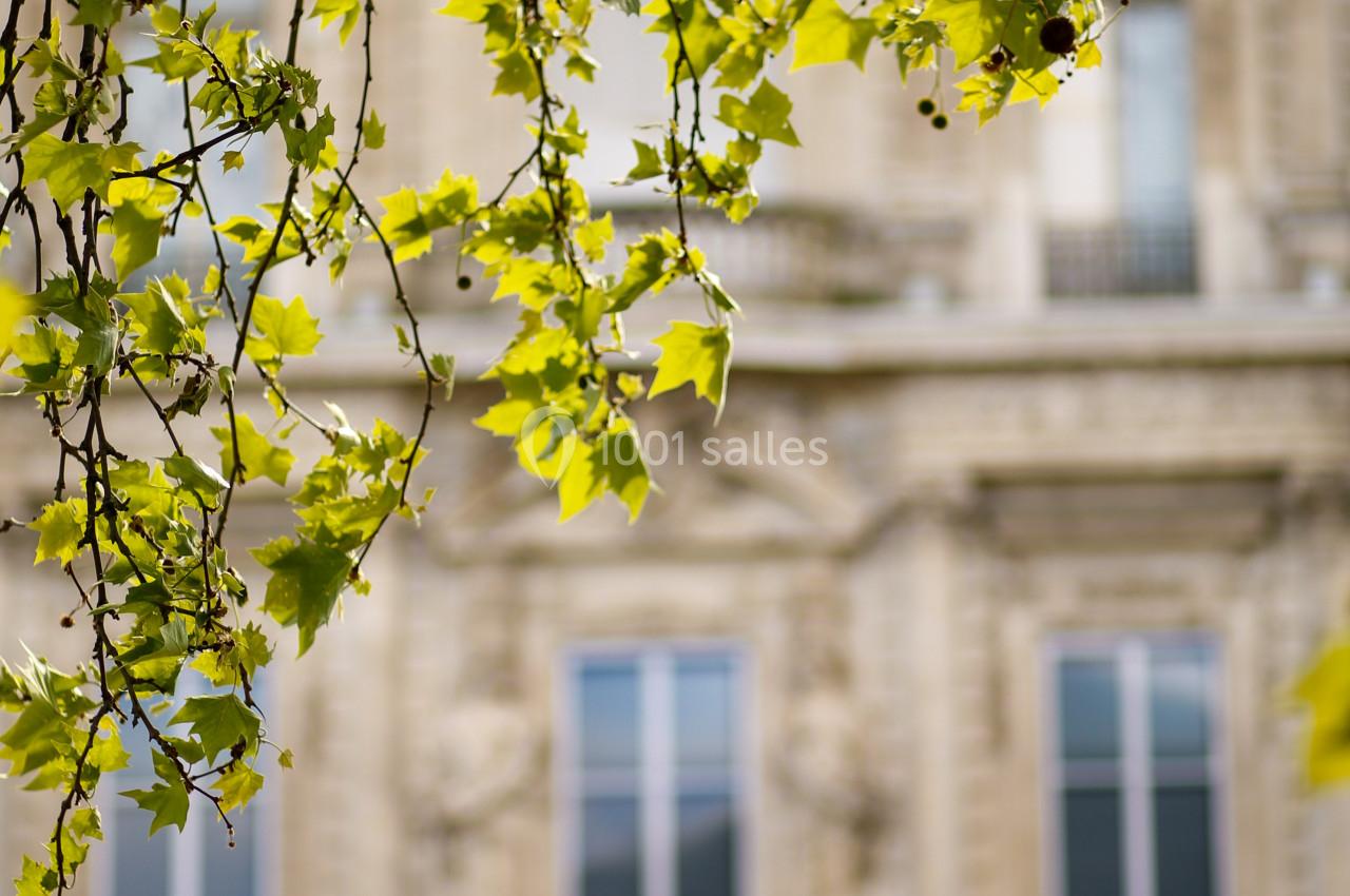 Branches d'arbre avec des feuilles vertes devant une façade en pierre ornée de grandes fenêtres.