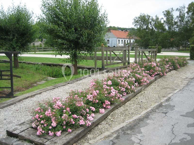 Allée bordée de rosiers roses en fleurs, entourée de pelouses, arbres et bâtiments en arrière-plan.