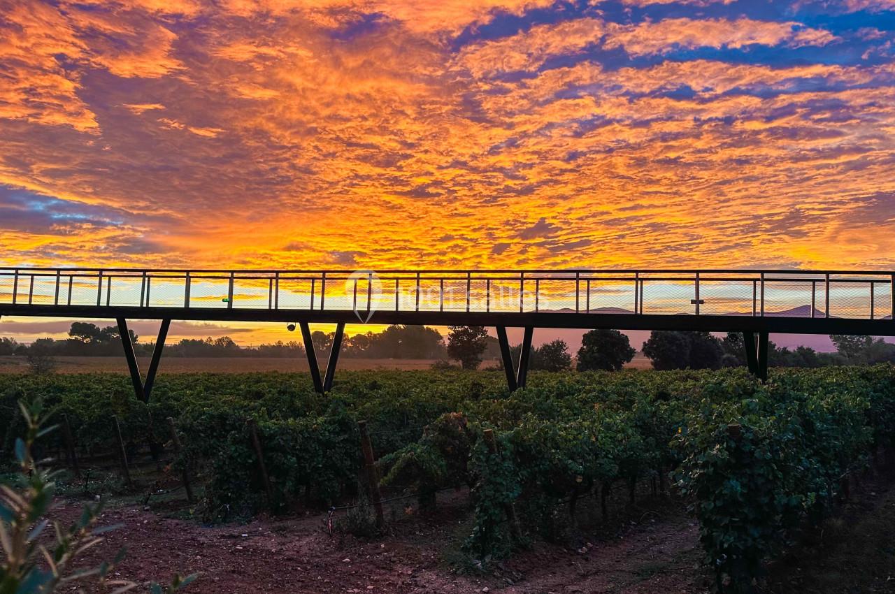Passerelle en métal surplombant des vignes au coucher du soleil avec un ciel aux teintes orange et violette.