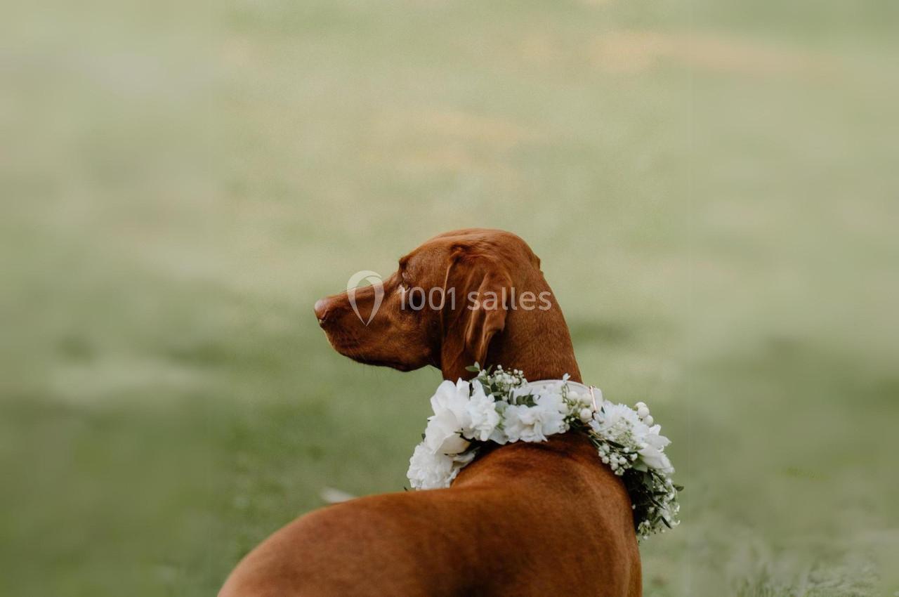 Chien brun portant une couronne de fleurs blanches, assis dans un champ verdoyant.