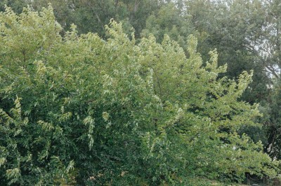 Façade d'une grande maison en pierre claire avec volets bleus, entourée d'un jardin et d'une allée gravillonnée.