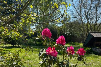 Arbuste de rhododendrons roses en fleurs dans un jardin verdoyant, sous un ciel bleu ensoleillé.